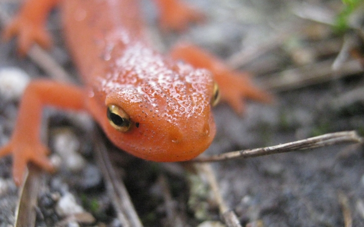 An orange lizard with yellow and black eyes rests on some twigs